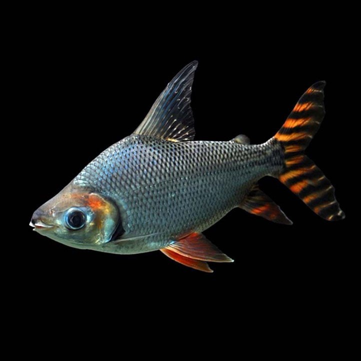 Sonsonate Straight striped Phoenix fish