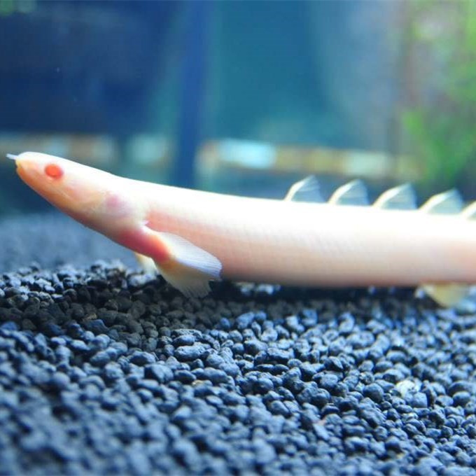 Sonsonate Albino nine horned Arowana