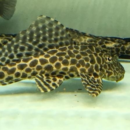 Sonsonate Leopard fish