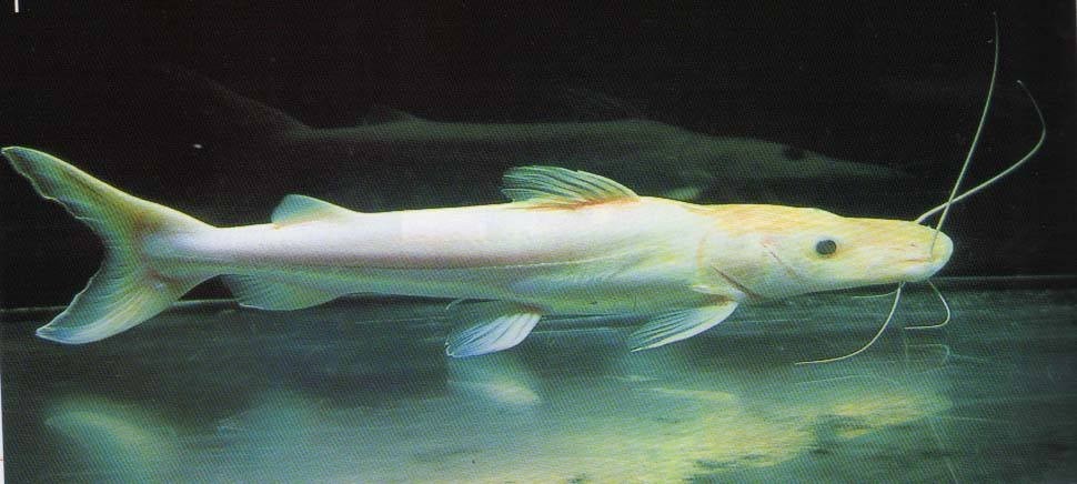 Sonsonate Albino duck billed fish