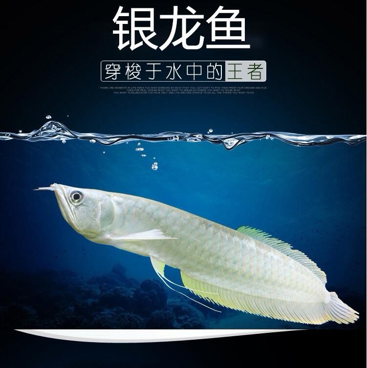 Sonsonate Silver Arowana