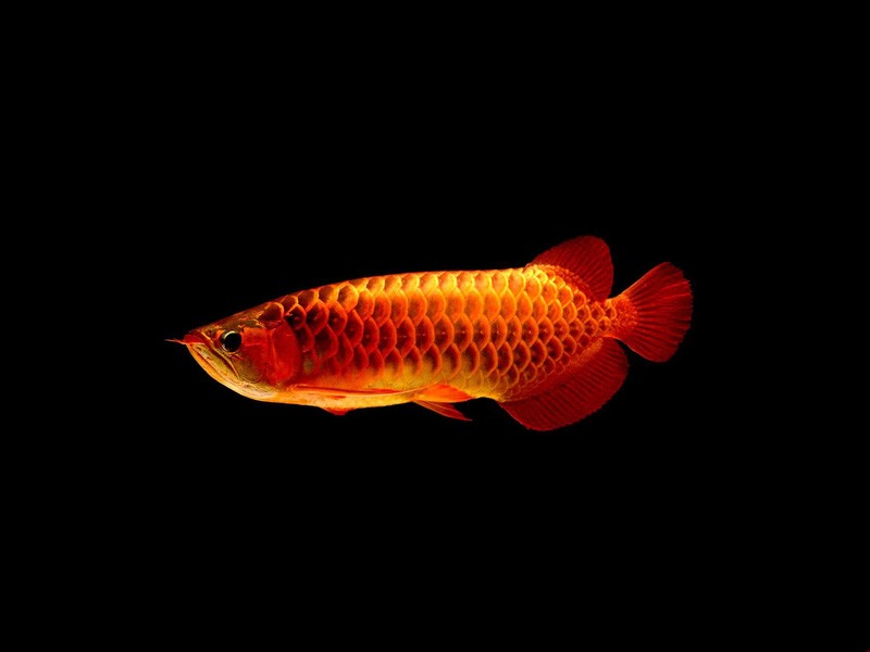 Sonsonate Red arowana with blue background