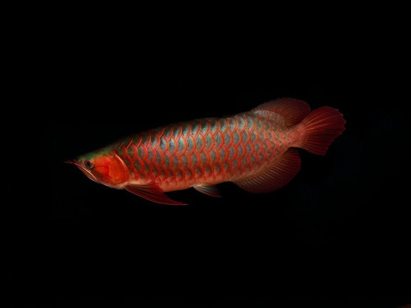 Sonsonate Red arowana with green bottom