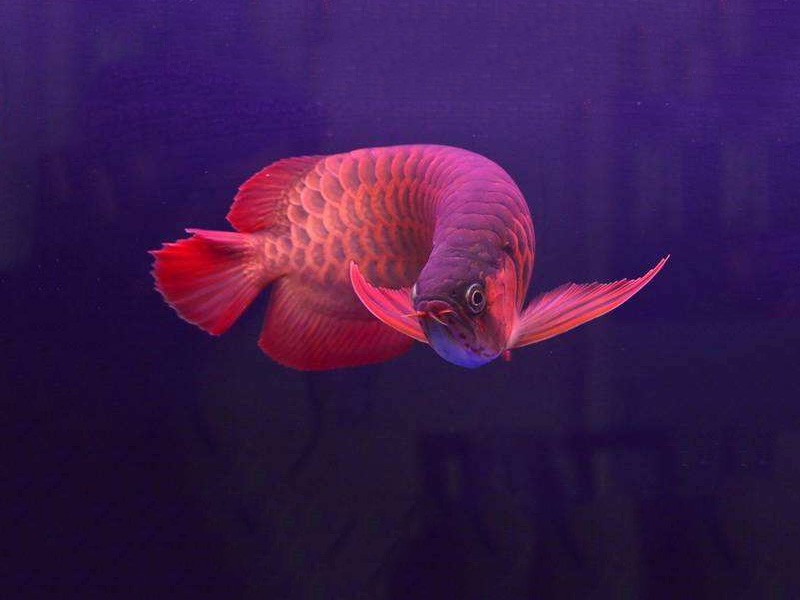 Sonsonate Chili red arowana 2