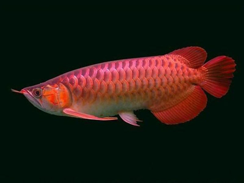 Sonsonate Chili red Arowana