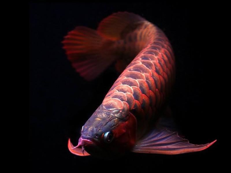 Sonsonate Orange red Arowana