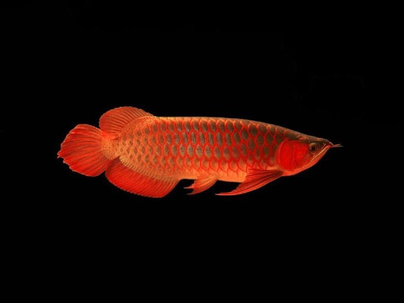 Sonsonate Red bottom red Arowana