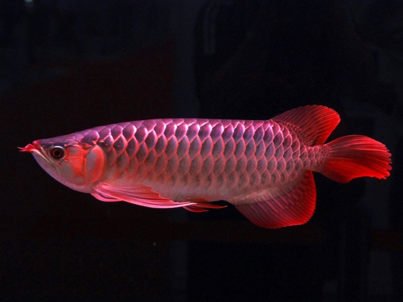 Sonsonate Great Lake red Arowana